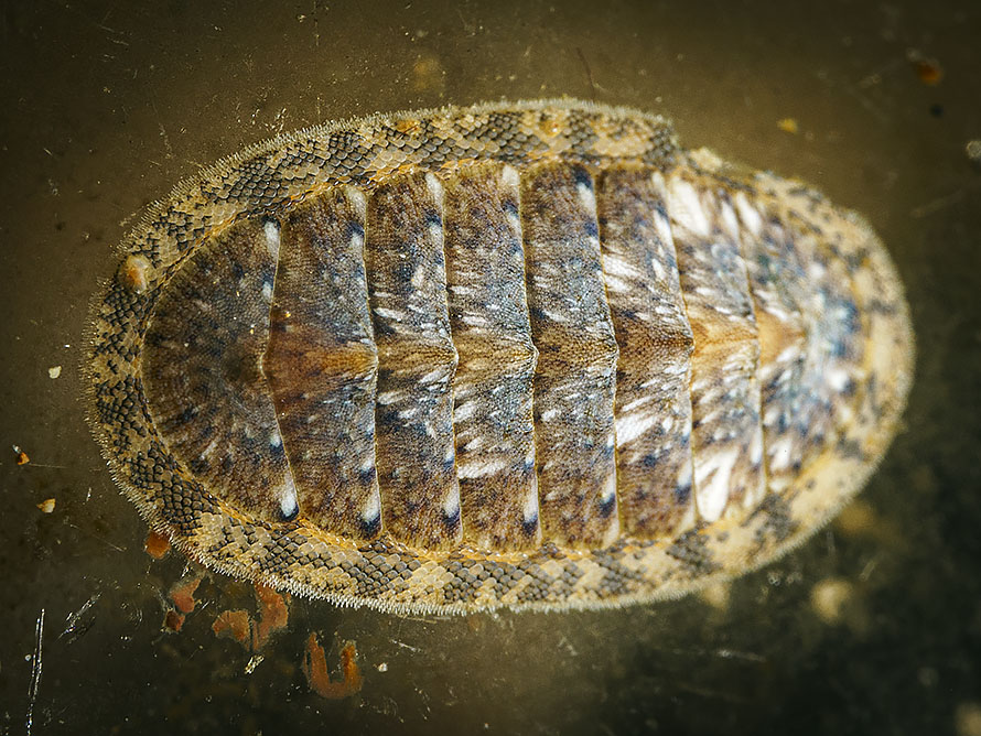 Chiton 16
